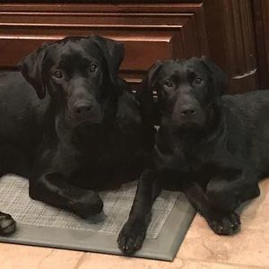 Meet your Posher, Gus